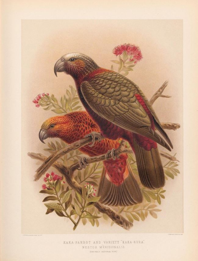Maori Parrot Snare | MasterArt